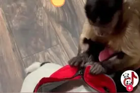 真是活久见，猴子再给狗狗脱衣服，如果不是亲眼看见的你敢相信？图片