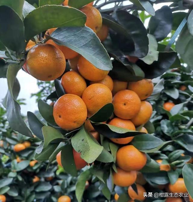 莫老师分享：柑橘着色增甜6大技巧