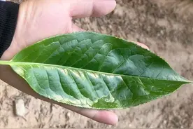 一文读懂：“云南大叶种”究竟是个什么种？图片