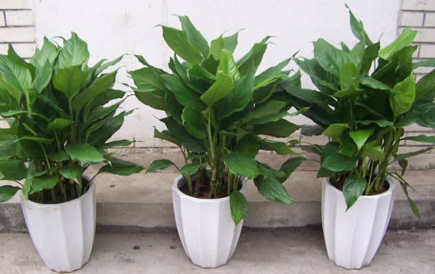 新手养花当盆栽万年青,做到3点,植株嗖嗖爆盆,将室内变氧吧