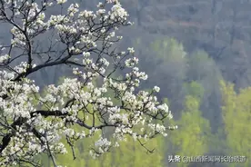 长子县：又见梨花开图片