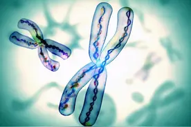 男性有哪些基因只传男不传女，并且会世代相传？图片