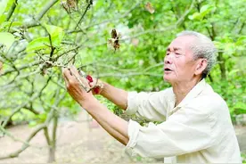 中江：路修好了 曾经卖不脱的柚子成了“致富果”图片