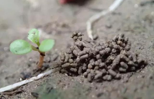 蚯蚓粪确实牛逼，不信你看？