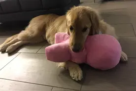 金毛听不懂自己名字，行动迟缓学不会指令，它是不幸的又是幸运的图片