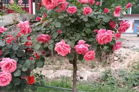有花友说，月季嫁接成活后不能观第一季花是真的吗？图片