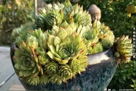 养多肉观音莲，掌握几个要点，新叶侧芽一起长，一盆1年变多盆图片