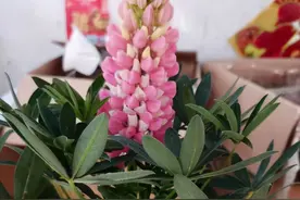 看到这个花会让人想起一首歌曲，花名同歌名，满满的回忆图片