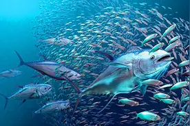 一出生就必须不停游泳的鱼，一旦停下就会死亡，这是为何？图片