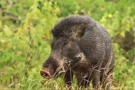 罕见！南京紫金山发现野猪群“冬泳”，为何都从这里来？遇到咋办图片