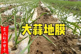 种植大蒜要盖地膜吗？为什么有人盖，有人不盖？区别在哪？图片