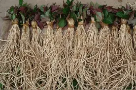 【养鸡小偏方】大宋农家后生用这种草药喂鸡防治疾病好处多多图片
