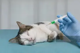 哈尔滨三只猫咪被安乐死，希望病毒放过家里的毛孩子图片