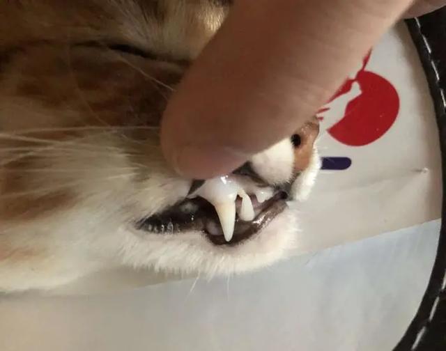 猫吃了豆腐猫砂怎么办