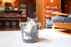 肥猫生气了，只求一死，把自己装桶里脱毛图片