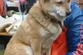 大黄狗陪主人卖菜困到不行，主人抱着它，狗：来生还认你当主人图片