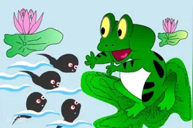 小蝌蚪找妈妈为什么不找爸爸？图片