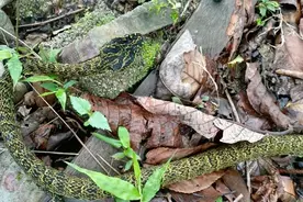 农村最常见的菜花蛇，一个剧毒一个无毒，它们俩谁的实力更强？图片