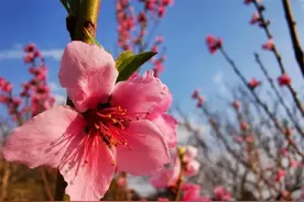 祥云：桃花梨花满山坡，美爆了！图片