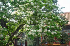 家中庭院适合种“5种树”，花开满树“显富贵”，寓意极佳又好养图片