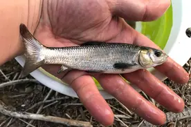 湖南怀化，洪水冲来一群“黑色草鱼”，这鱼可长到两三百斤？图片