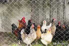 农村人家养鸡，鸡为什么傍晚会自觉进笼子和鸡舍图片