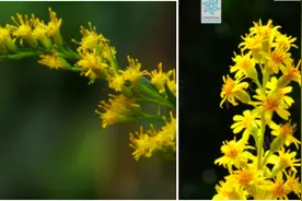 “人人喊打”的加拿大一枝黄花，是花还是草？图片