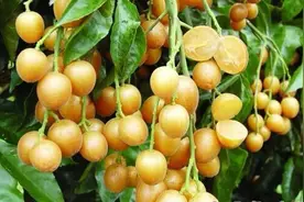 你知道黄皮果是什么吗？你了解黄皮果吗？图片