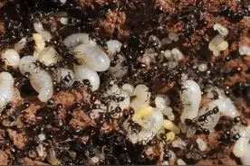 千元一斤的蚂蚁蛋，傣族人喜欢生吃，是难得的野味，可以延年益寿图片