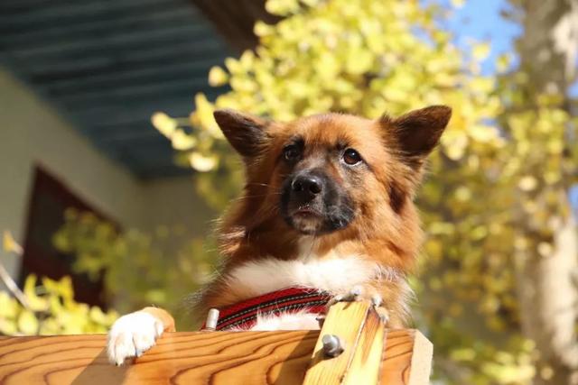 秋风吻尽银杏叶，艳遇醉美帽子峰
