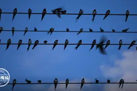 吉安泰和：天空中出现奇观，上万只燕子扎堆图片