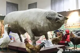 辽宁农民养出1800斤“巨猪”，不住猪圈住卧室，后来咋样了？图片