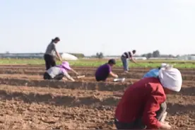 秋播大蒜啥时候种植最合适？为了产量高，种早种晚都不行图片