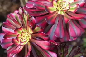 艳冠群芳的多肉－法师图片