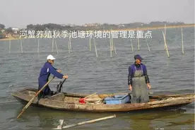 河蟹五壳损蟹，伤亡？啥原因？如何解决？一图告诉你图片