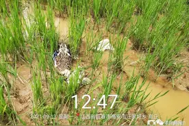 高安民警多次上门调解一起鸡鸭中毒死亡邻里纠纷图片