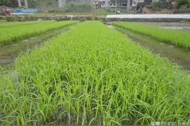 水稻秧苗喷多效唑，这些关健性的问题你必须要了解图片