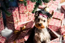 狗是人类最忠诚的朋友，不要伤害任何一只小狗图片