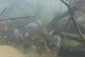 教你做一个“长久鱼窝”，不用窝料也能长效聚鱼图片