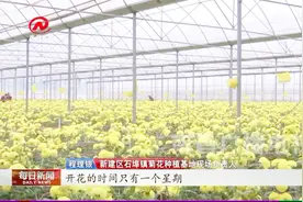 过去年收入不超4万，自从引进菊花种植园，他们年收入多了3万！视频封面