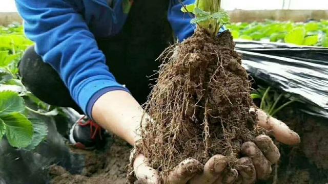气温低导致的根系差，长势弱。要怎么改变才能增产增量