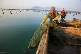 用地笼捕鱼虾的原理是什么？它们为何要钻进去？倒须和贪婪是原因图片