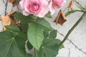 薰衣草花环月季真的是最该淘汰的月季花吗谁适合种植 我的种植体验图片