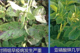 亚磷酸钾是药 是肥？图片