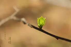 广东阳江各镇赶圩时间表图片