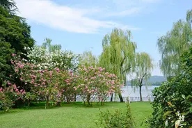 西湖的春天花都开好了，繁花似锦，诗情画意，是游人向往的踏青地图片