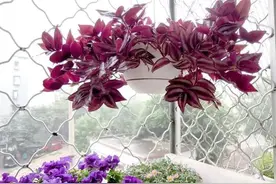 四季养花指南，让你的居家鸟语花香《吊竹梅》图片