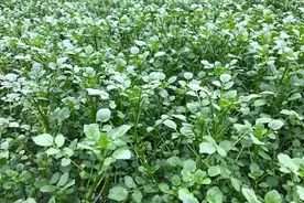 以前“喂猪”，一直被嫌弃脏，如今成了“烫火锅新宠”，8元一斤图片