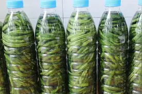 矿泉水瓶腌酸豆角，酸得正宗，久放不生花，比老坛做的还要好吃！图片