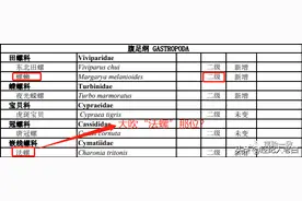 解惑：螺蛳成保护动物，还能痛快嗦一碗螺蛳粉吗？图片
